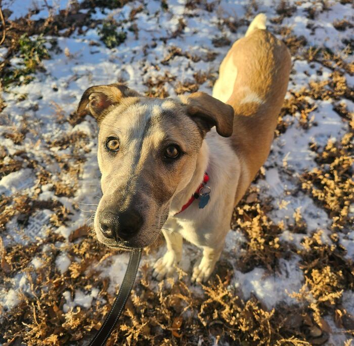 83 Adopted Animals Whose First Month In Their Forever Homes Is Pure Wholesomeness (February Edition)