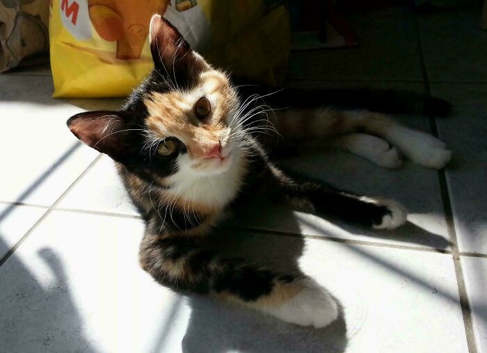 83 Adopted Animals Whose First Month In Their Forever Homes Is Pure Wholesomeness (February Edition)