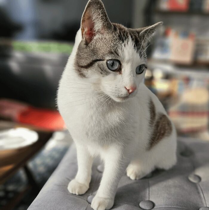 83 Adopted Animals Whose First Month In Their Forever Homes Is Pure Wholesomeness (February Edition)