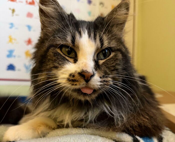 83 Adopted Animals Whose First Month In Their Forever Homes Is Pure Wholesomeness (February Edition)