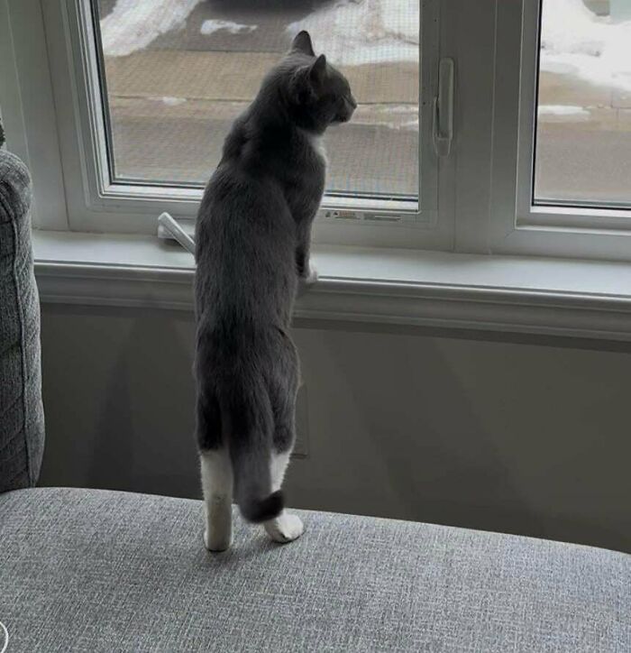 83 Adopted Animals Whose First Month In Their Forever Homes Is Pure Wholesomeness (February Edition)