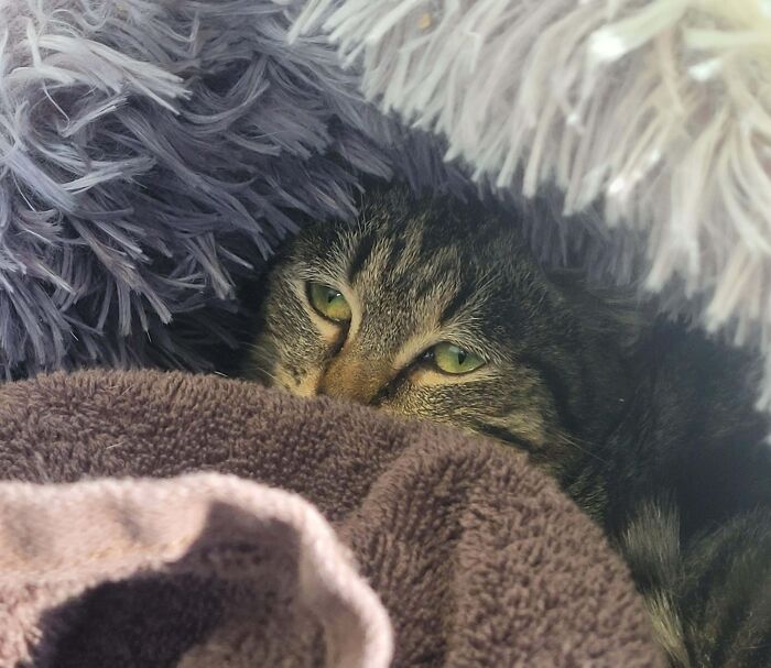 83 Adopted Animals Whose First Month In Their Forever Homes Is Pure Wholesomeness (February Edition)