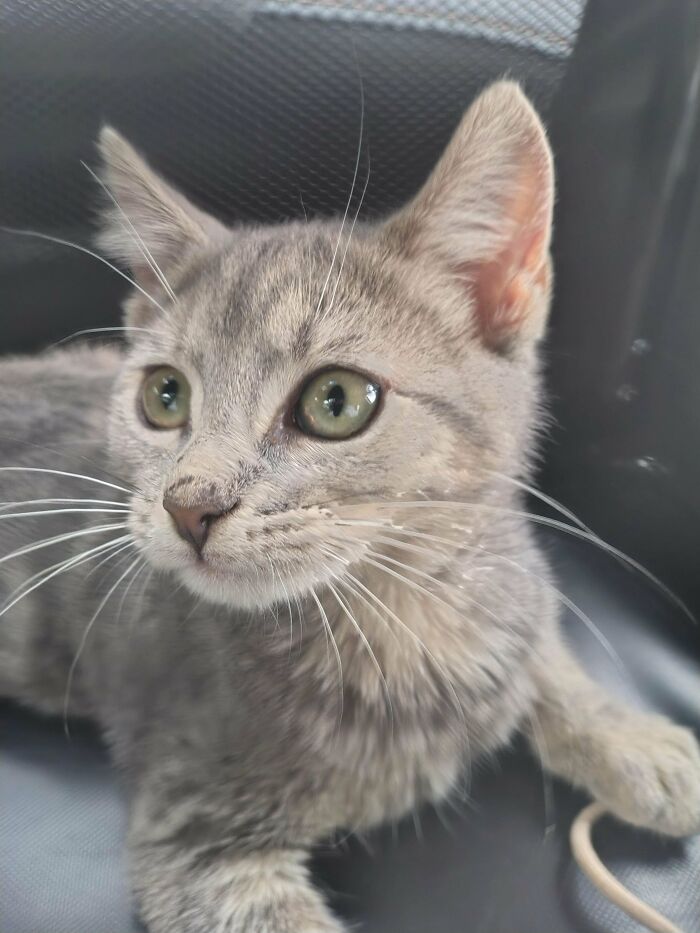 83 Adopted Animals Whose First Month In Their Forever Homes Is Pure Wholesomeness (February Edition)