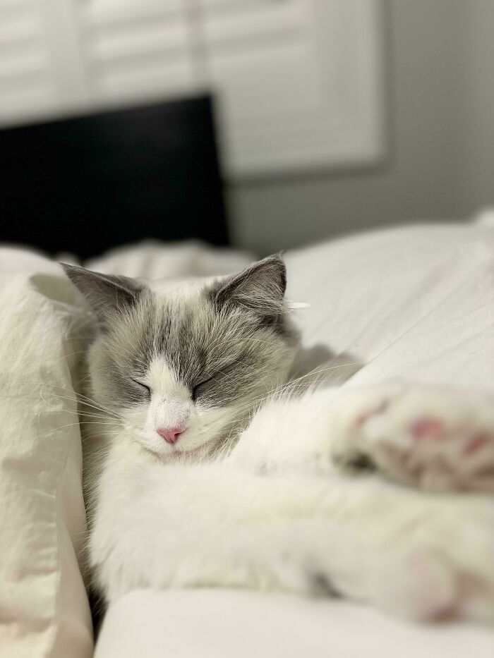 83 Adopted Animals Whose First Month In Their Forever Homes Is Pure Wholesomeness (February Edition)