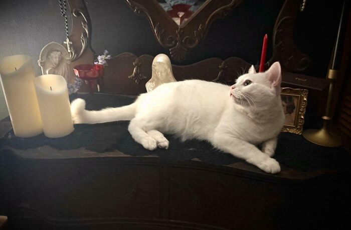 83 Adopted Animals Whose First Month In Their Forever Homes Is Pure Wholesomeness (February Edition)