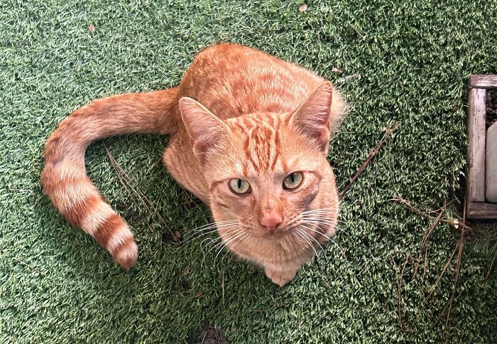 83 Adopted Animals Whose First Month In Their Forever Homes Is Pure Wholesomeness (February Edition)