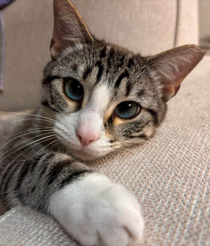 83 Adopted Animals Whose First Month In Their Forever Homes Is Pure Wholesomeness (February Edition)