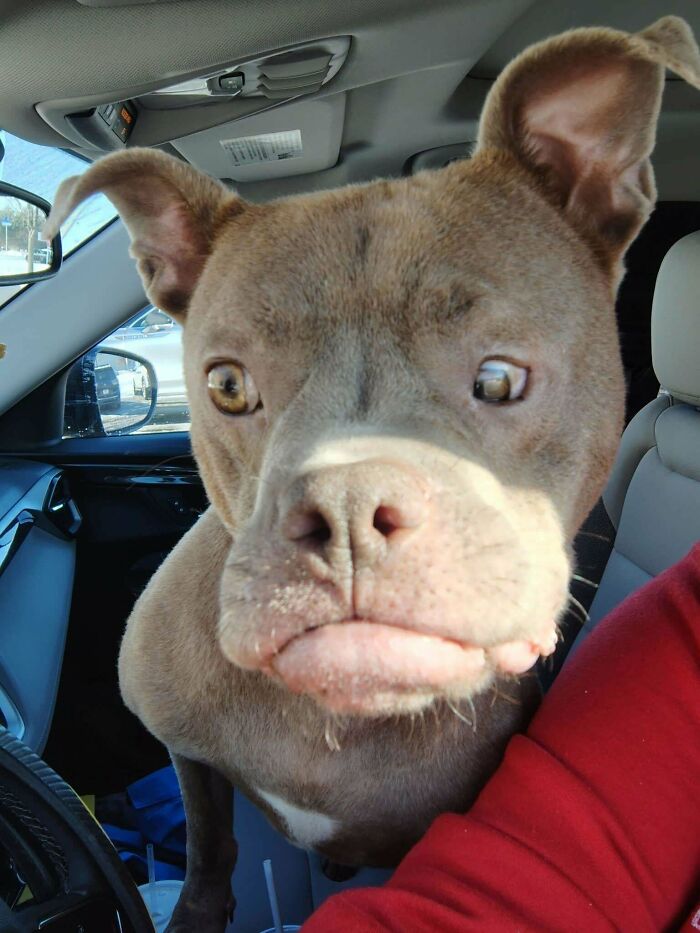 83 Adopted Animals Whose First Month In Their Forever Homes Is Pure Wholesomeness (February Edition)