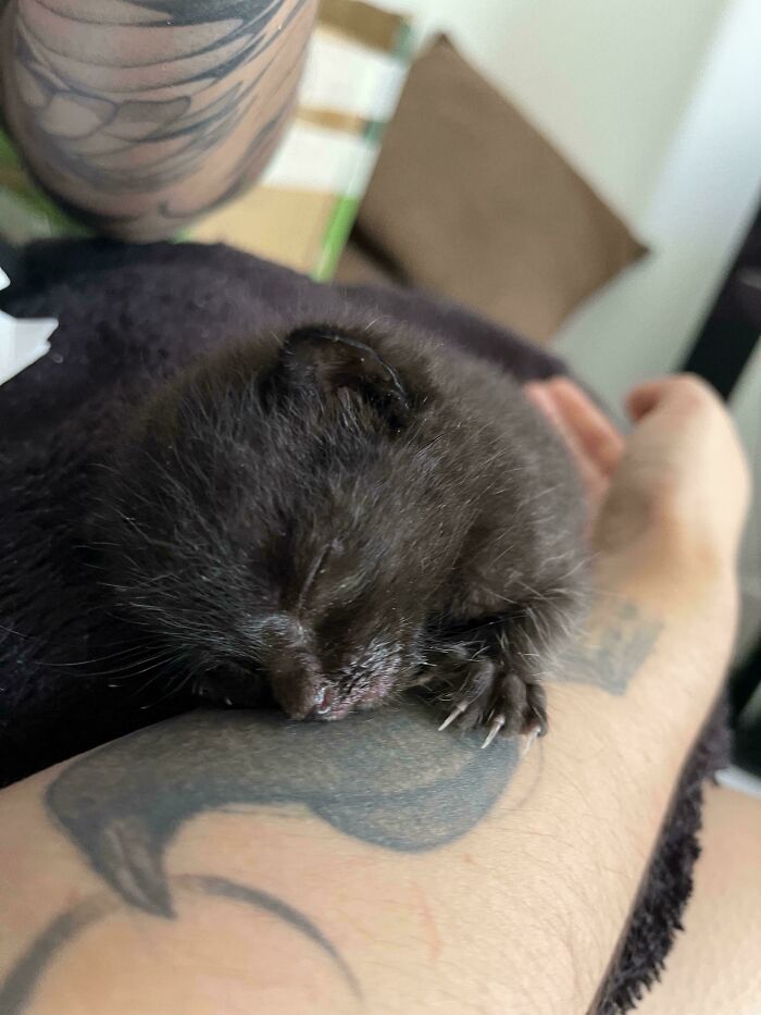 83 Adopted Animals Whose First Month In Their Forever Homes Is Pure Wholesomeness (February Edition)