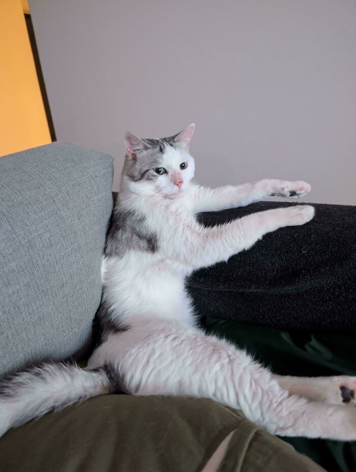 83 Adopted Animals Whose First Month In Their Forever Homes Is Pure Wholesomeness (February Edition)