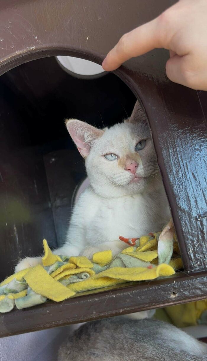 83 Adopted Animals Whose First Month In Their Forever Homes Is Pure Wholesomeness (February Edition)