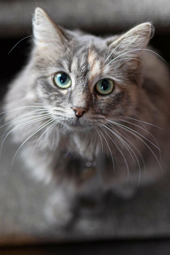 83 Adopted Animals Whose First Month In Their Forever Homes Is Pure Wholesomeness (February Edition)