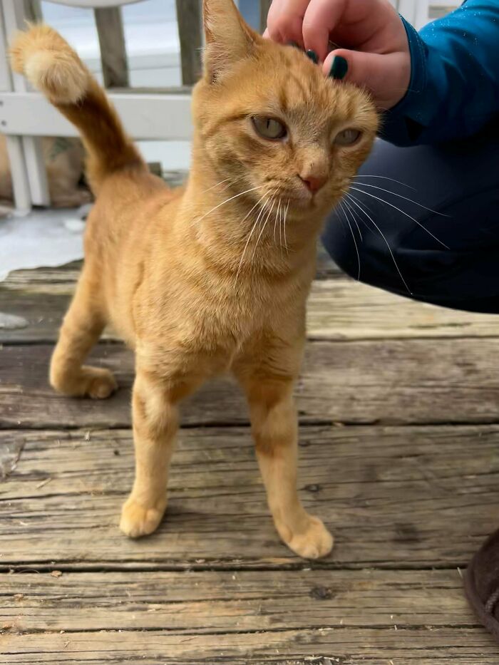 83 Adopted Animals Whose First Month In Their Forever Homes Is Pure Wholesomeness (February Edition)