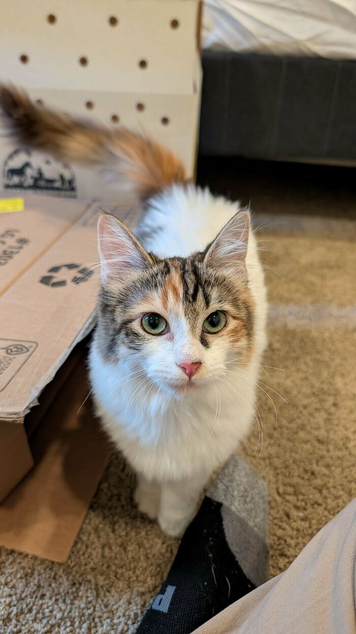 83 Adopted Animals Whose First Month In Their Forever Homes Is Pure Wholesomeness (February Edition)