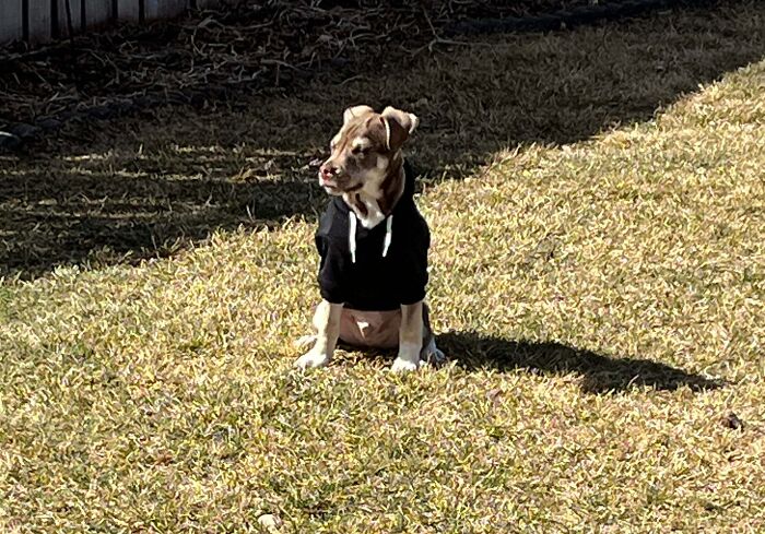 83 Adopted Animals Whose First Month In Their Forever Homes Is Pure Wholesomeness (February Edition)