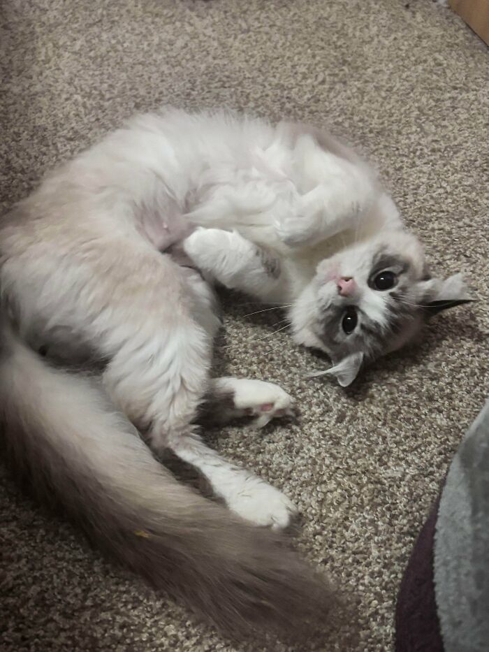 83 Adopted Animals Whose First Month In Their Forever Homes Is Pure Wholesomeness (February Edition)