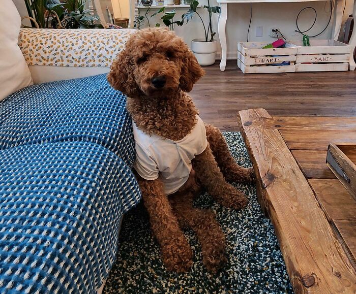 83 Adopted Animals Whose First Month In Their Forever Homes Is Pure Wholesomeness (February Edition)