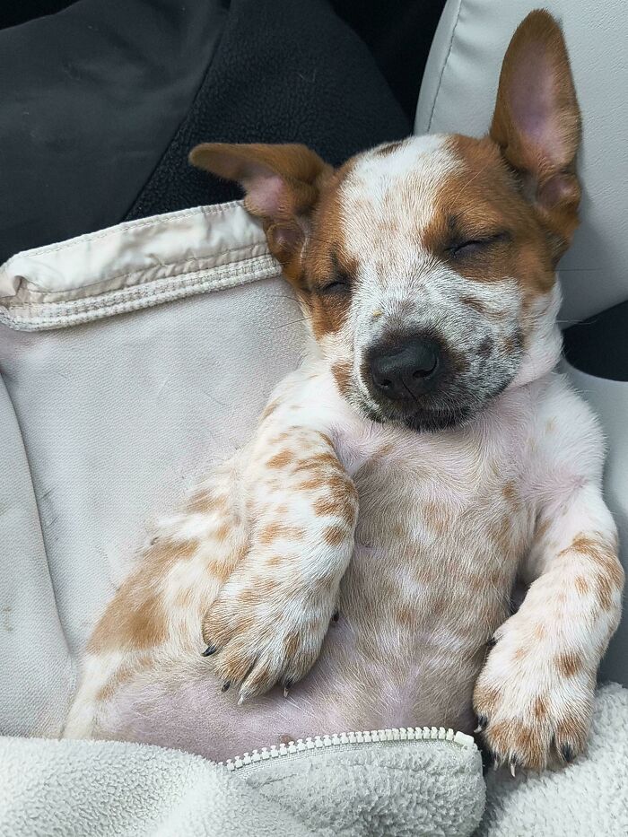 83 Adopted Animals Whose First Month In Their Forever Homes Is Pure Wholesomeness (February Edition)