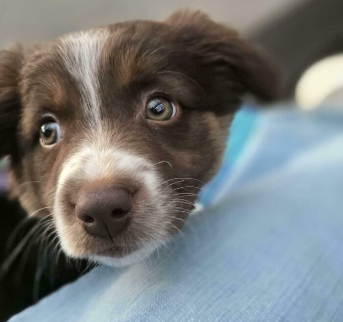 83 Adopted Animals Whose First Month In Their Forever Homes Is Pure Wholesomeness (February Edition)