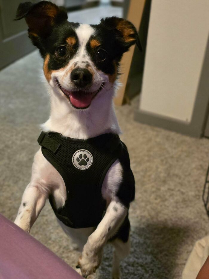 83 Adopted Animals Whose First Month In Their Forever Homes Is Pure Wholesomeness (February Edition)