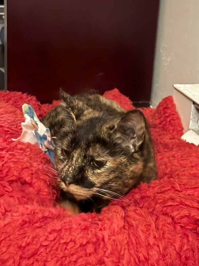 83 Adopted Animals Whose First Month In Their Forever Homes Is Pure Wholesomeness (February Edition)