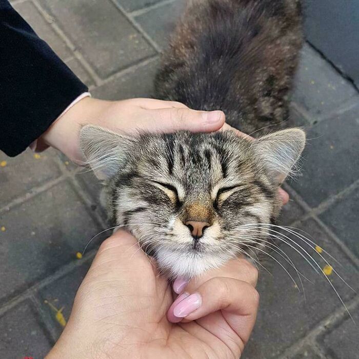 83 Adopted Animals Whose First Month In Their Forever Homes Is Pure Wholesomeness (February Edition)