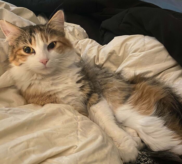 83 Adopted Animals Whose First Month In Their Forever Homes Is Pure Wholesomeness (February Edition)