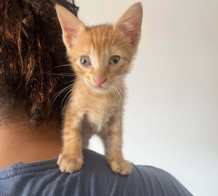 83 Adopted Animals Whose First Month In Their Forever Homes Is Pure Wholesomeness (February Edition)