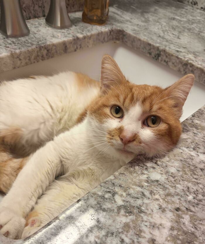 83 Adopted Animals Whose First Month In Their Forever Homes Is Pure Wholesomeness (February Edition)