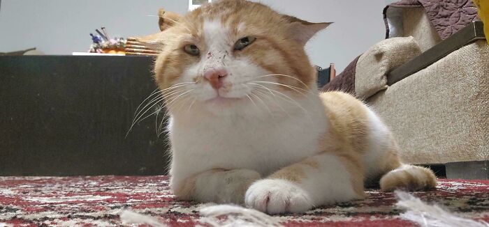 83 Adopted Animals Whose First Month In Their Forever Homes Is Pure Wholesomeness (February Edition)