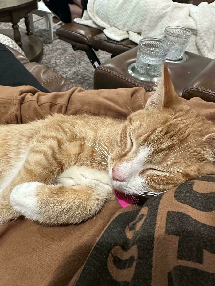 83 Adopted Animals Whose First Month In Their Forever Homes Is Pure Wholesomeness (February Edition)