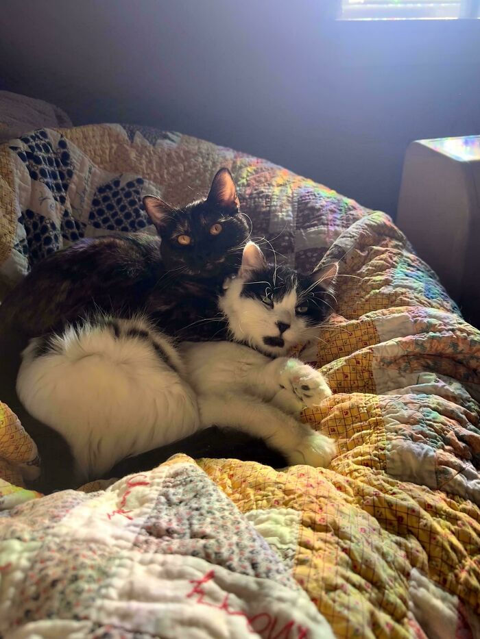 83 Adopted Animals Whose First Month In Their Forever Homes Is Pure Wholesomeness (February Edition)