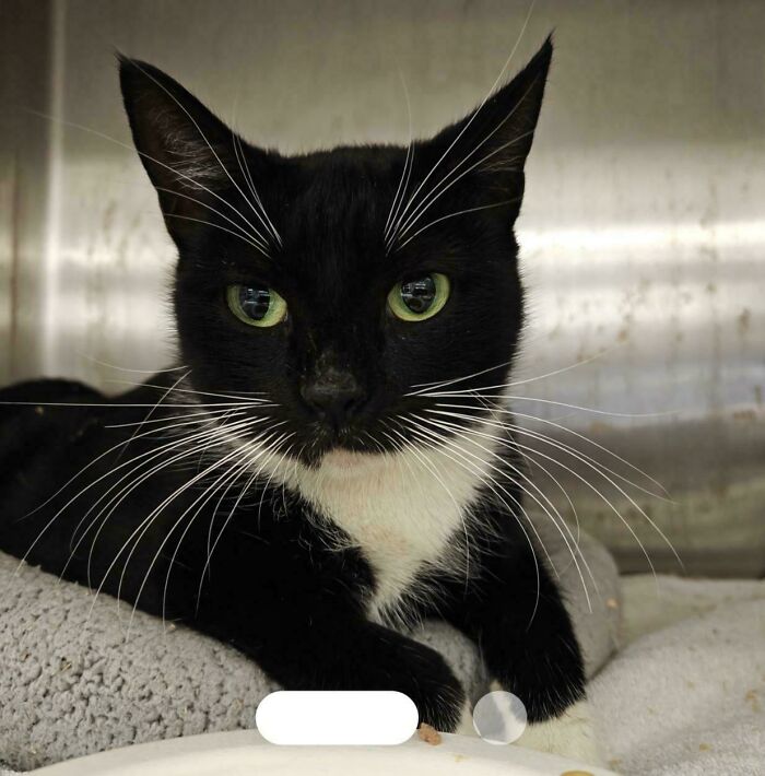 83 Adopted Animals Whose First Month In Their Forever Homes Is Pure Wholesomeness (February Edition)