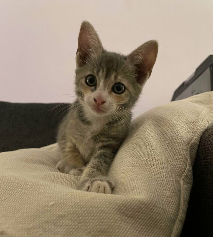 83 Adopted Animals Whose First Month In Their Forever Homes Is Pure Wholesomeness (February Edition)