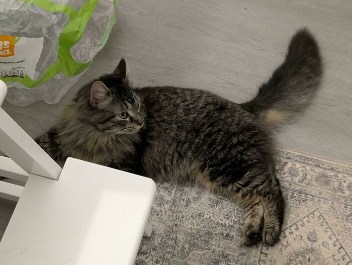 83 Adopted Animals Whose First Month In Their Forever Homes Is Pure Wholesomeness (February Edition)