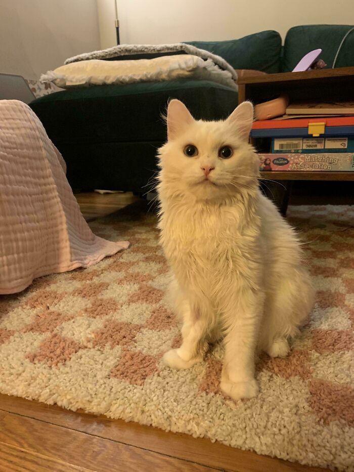 83 Adopted Animals Whose First Month In Their Forever Homes Is Pure Wholesomeness (February Edition)