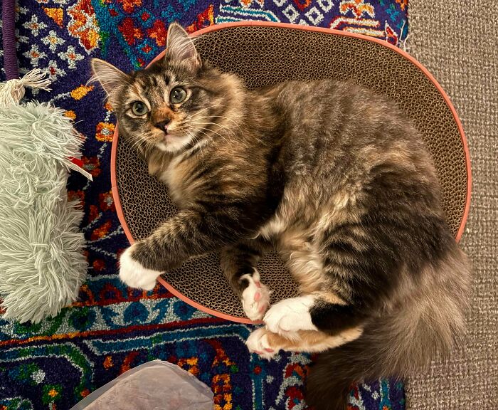 83 Adopted Animals Whose First Month In Their Forever Homes Is Pure Wholesomeness (February Edition)