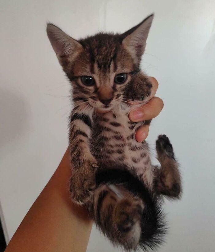 83 Adopted Animals Whose First Month In Their Forever Homes Is Pure Wholesomeness (February Edition)