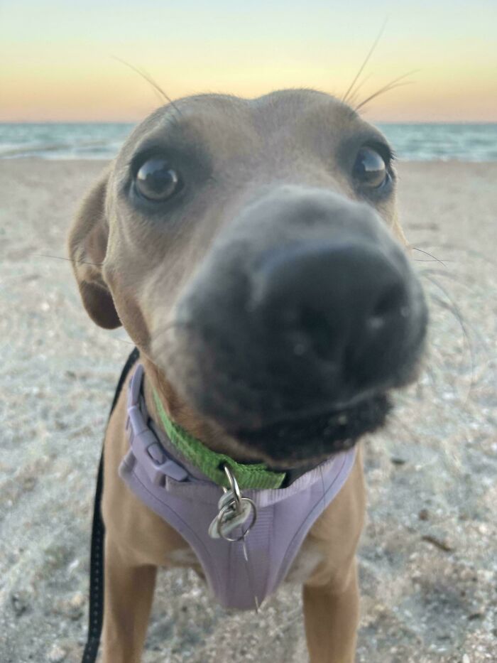 83 Adopted Animals Whose First Month In Their Forever Homes Is Pure Wholesomeness (February Edition)