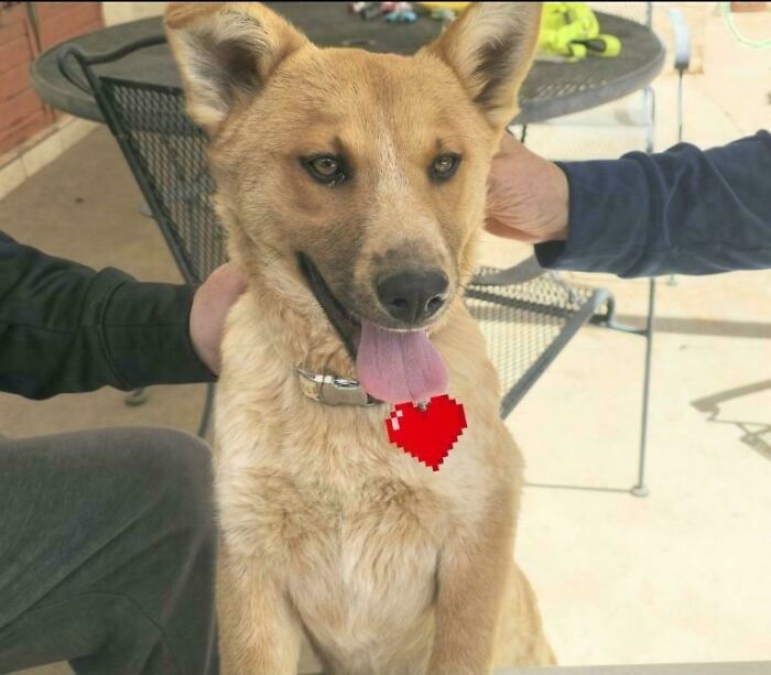 83 Adopted Animals Whose First Month In Their Forever Homes Is Pure Wholesomeness (February Edition)