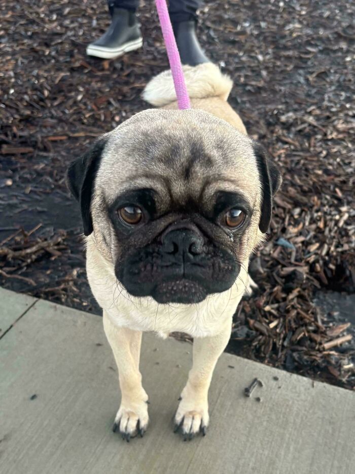 83 Adopted Animals Whose First Month In Their Forever Homes Is Pure Wholesomeness (February Edition)