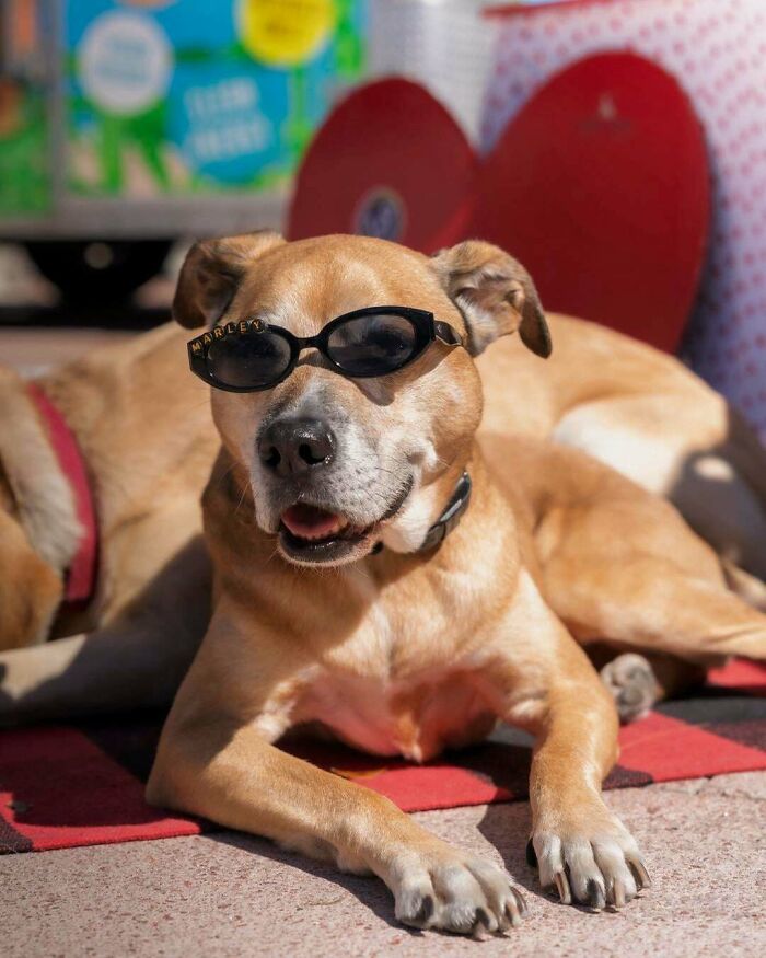 83 Adopted Animals Whose First Month In Their Forever Homes Is Pure Wholesomeness (February Edition)