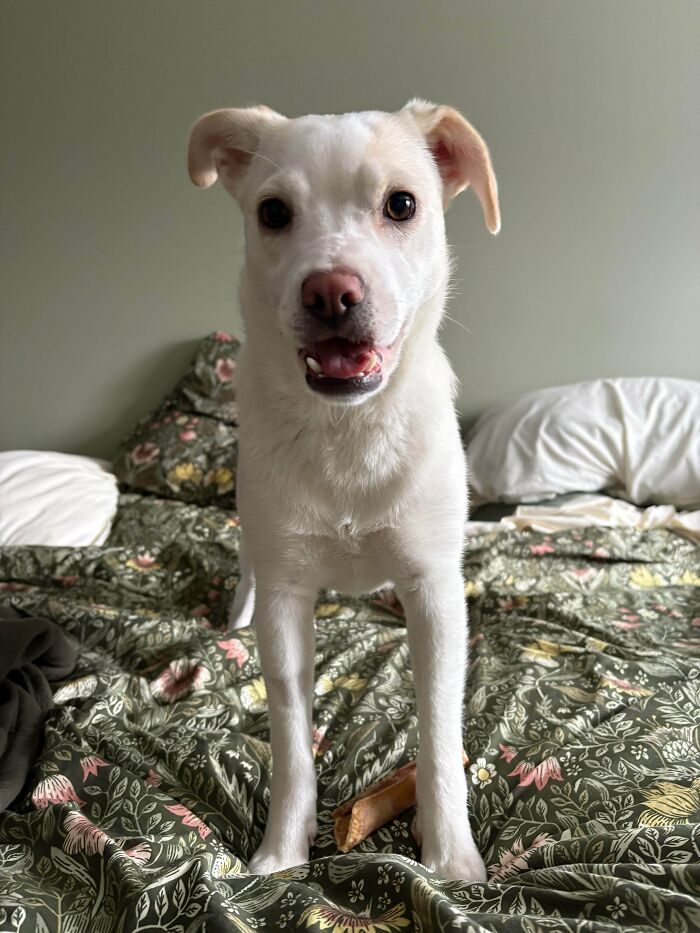 83 Adopted Animals Whose First Month In Their Forever Homes Is Pure Wholesomeness (February Edition)