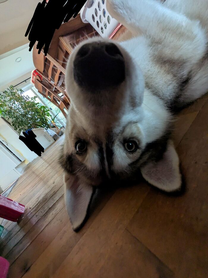 83 Adopted Animals Whose First Month In Their Forever Homes Is Pure Wholesomeness (February Edition)