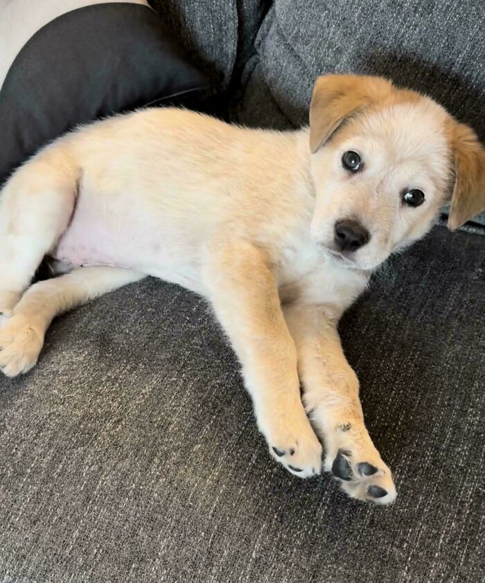 83 Adopted Animals Whose First Month In Their Forever Homes Is Pure Wholesomeness (February Edition)