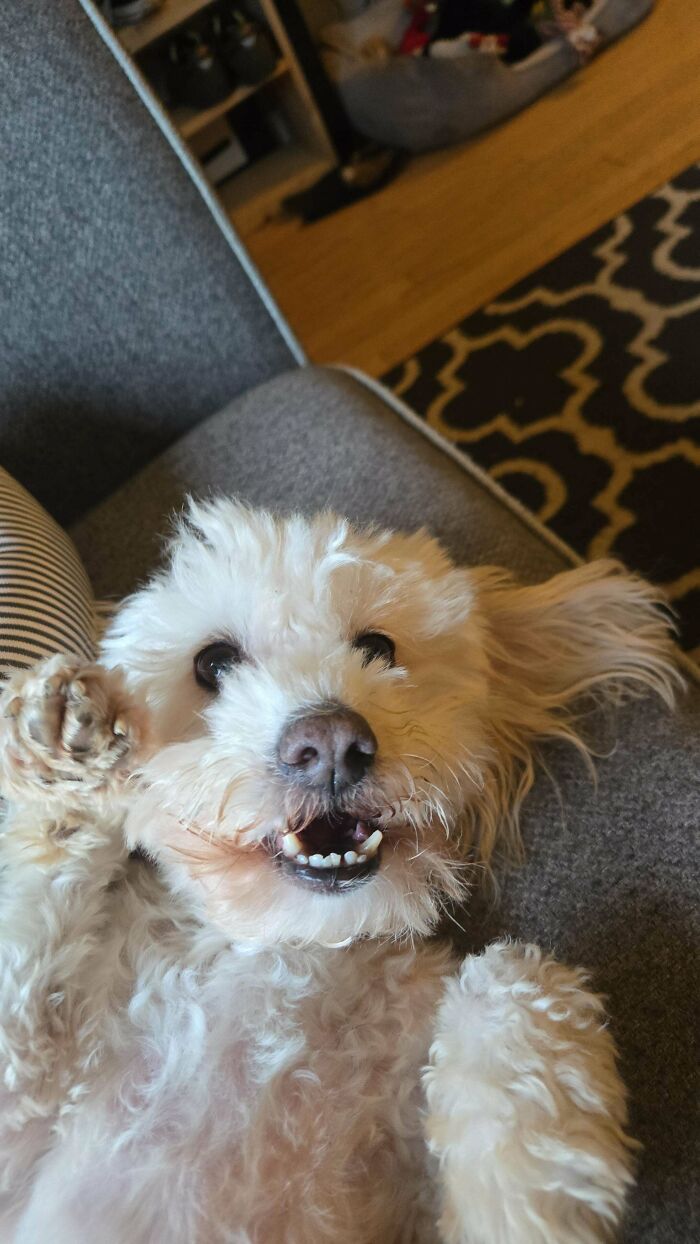 83 Adopted Animals Whose First Month In Their Forever Homes Is Pure Wholesomeness (February Edition)