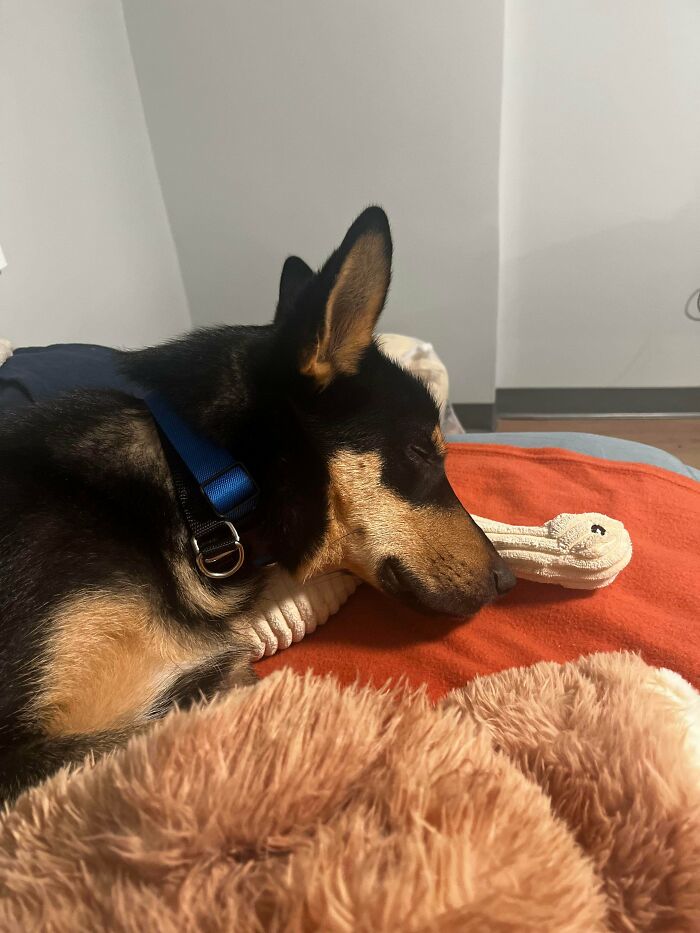 83 Adopted Animals Whose First Month In Their Forever Homes Is Pure Wholesomeness (February Edition)