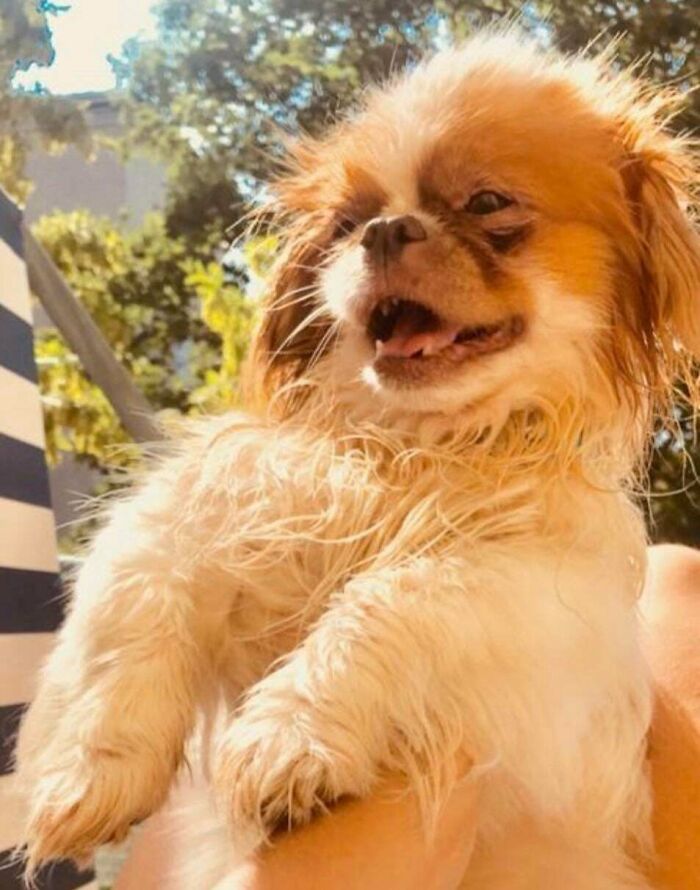 83 Adopted Animals Whose First Month In Their Forever Homes Is Pure Wholesomeness (February Edition)