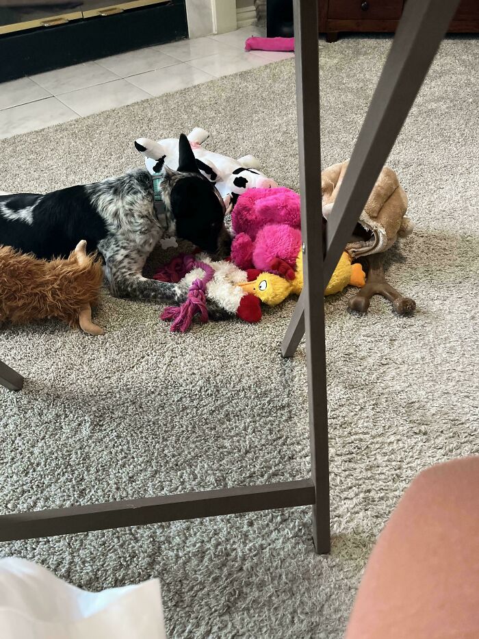 83 Adopted Animals Whose First Month In Their Forever Homes Is Pure Wholesomeness (February Edition)