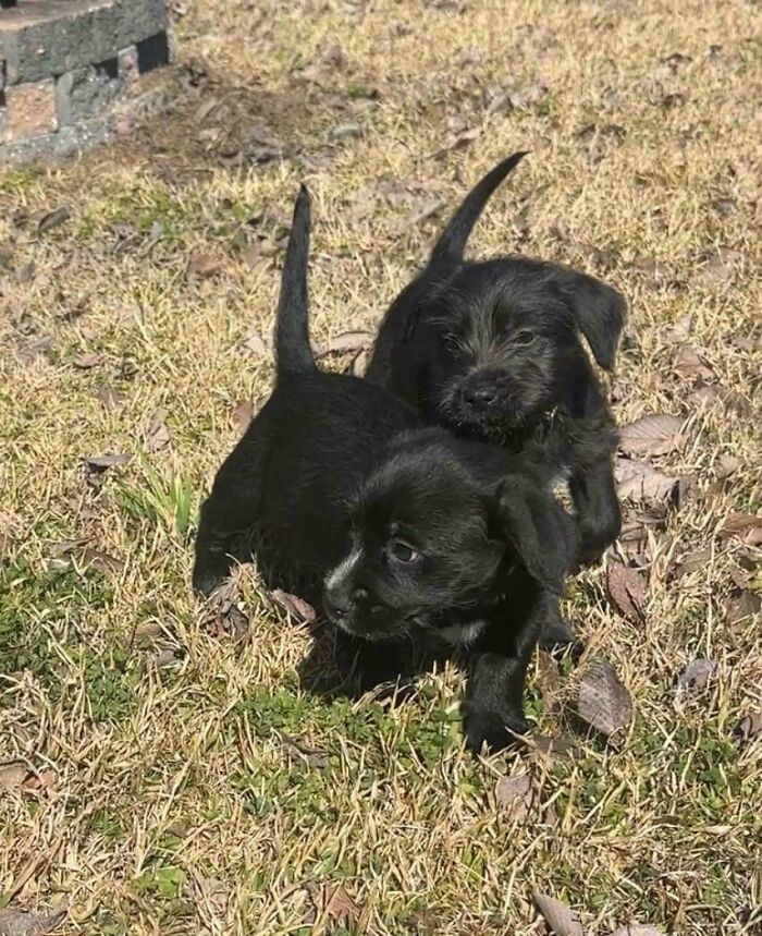 83 Adopted Animals Whose First Month In Their Forever Homes Is Pure Wholesomeness (February Edition)